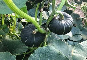 网红瓜有哪些人喜欢吃的,揭秘哪些明星网红钟爱品尝的美食 第3张 网红瓜有哪些人喜欢吃的,揭秘哪些明星网红钟爱品尝的美食 第3张